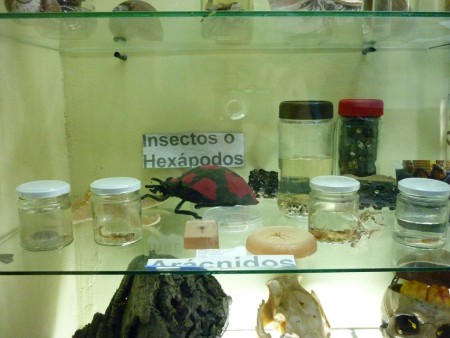 Insectos