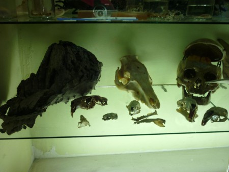 Cráneos varios