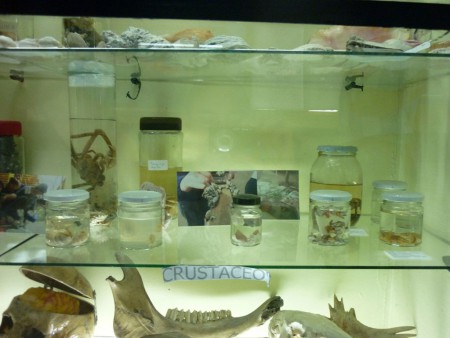 Crustáceos